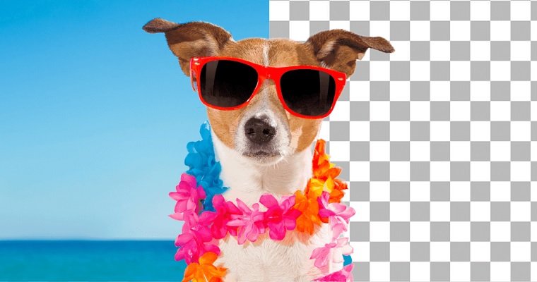 Remover Fundo de Imagem Online Grátis: Transforme Suas Fotos em Segundos